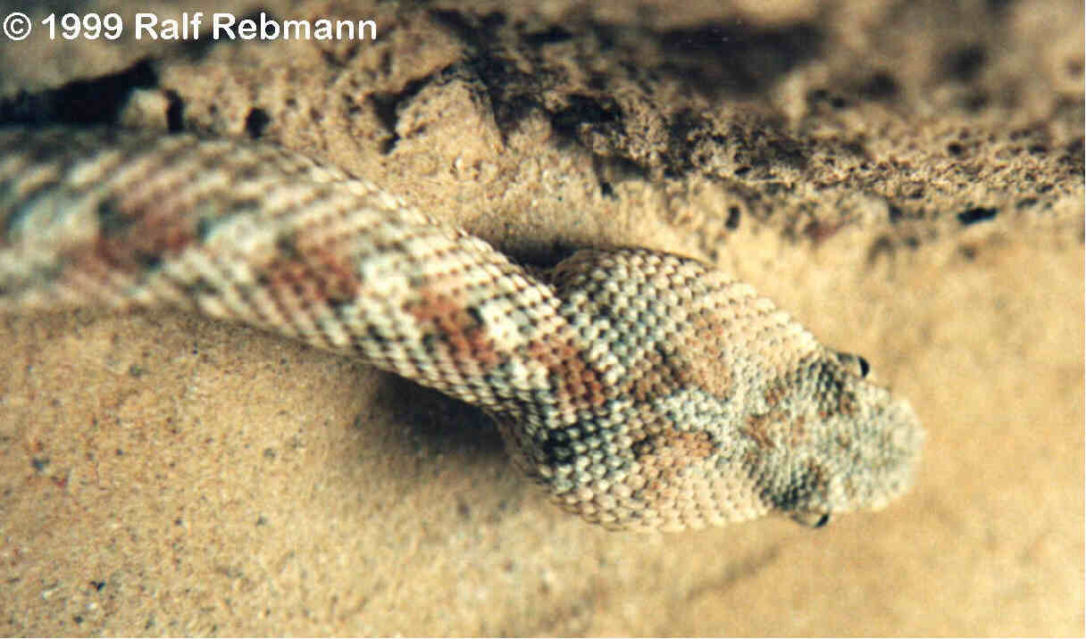 Echis coloratus Bild01